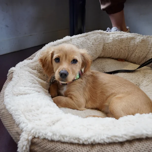 Cozy Donut Dog Bed — Pet Supplies at Gallen Shop