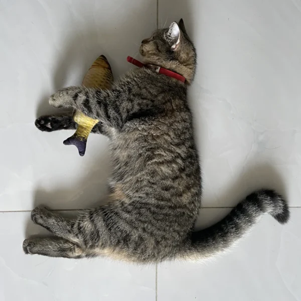 Feather Wand Cat Toy Set — Pet Supplies at Gallen Shop