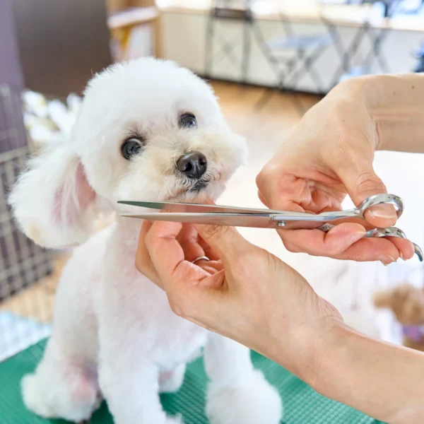 Home Grooming Kit for Dogs — Pet Supplies at Gallen Shop