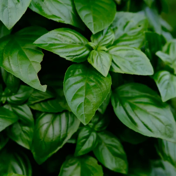 Living Basil & Herb Duo — Fresh Produce at Gallen Shop