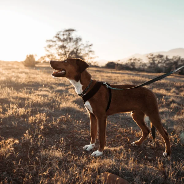 No-Pull Harness & Leash Set — Pet Supplies at Gallen Shop