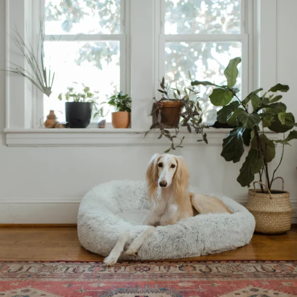 Orthopedic Dog Bed — Medium — Pet Supplies at Gallen Shop