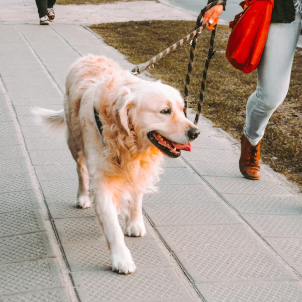 Reflective Dog Leash 6 ft — Pet Supplies at Gallen Shop