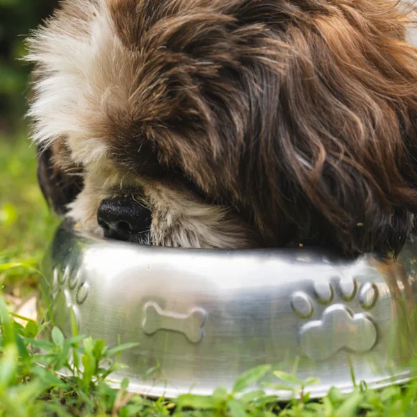 Slow-Feeder Bowl Set — Pet Supplies at Gallen Shop